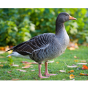 728px-Greylag_Goose_-_St_James's_Park,_London_-_Nov_2006[1].jpg<>vadlúd
